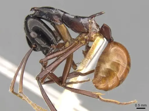 Polyrhachis nigriceps specimen CASENT0906762 image casent0906762_3