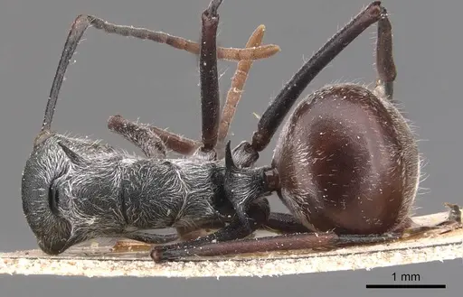 Polyrhachis nigripes specimen CASENT0905635 image casent0905635_1