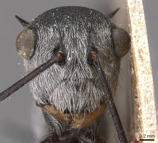 Polyrhachis nigripes specimen CASENT0905635 image casent0905635_2