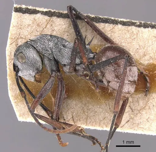 Polyrhachis nigripes specimen CASENT0905635 image casent0905635_3