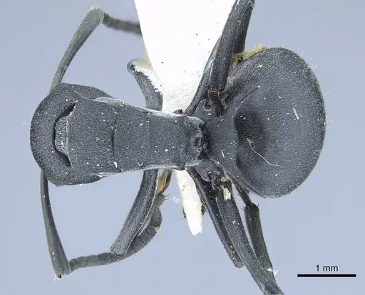 Polyrhachis nigrita specimen CASENT0906838 image casent0906838_1