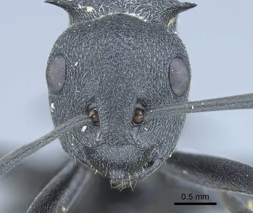 Polyrhachis nigrita specimen CASENT0906838 image casent0906838_2