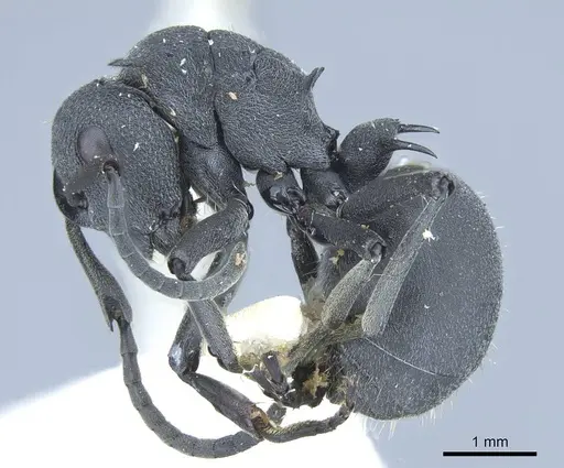 Polyrhachis nigrita specimen CASENT0906838 image casent0906838_3