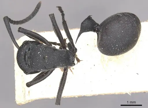 Polyrhachis nigrita specimen CASENT0910949 image casent0910949_1