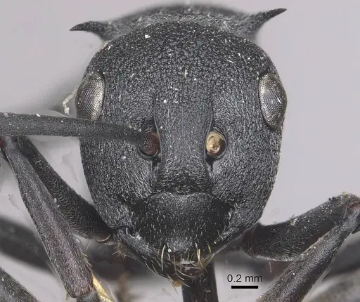 Polyrhachis nigrita specimen CASENT0910949 image casent0910949_2