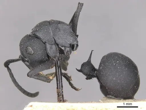 Polyrhachis nigrita specimen CASENT0910949 image casent0910949_3