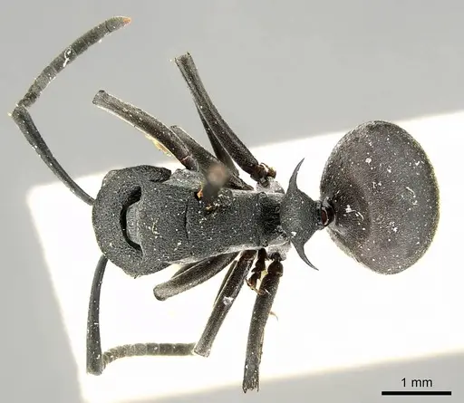 Polyrhachis nigrita specimen CASENT0915813 image casent0915813_1
