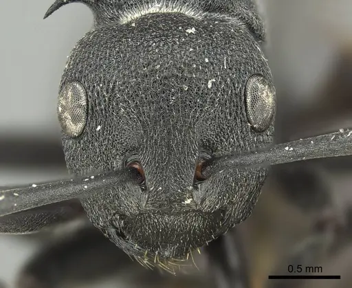 Polyrhachis nigrita specimen CASENT0915813 image casent0915813_2