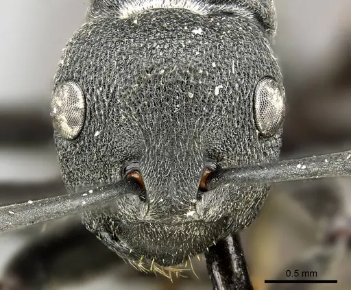 Polyrhachis nigrita specimen CASENT0915813 image casent0915813_3