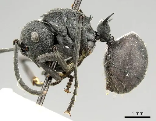 Polyrhachis nigrita specimen CASENT0915813 image casent0915813_4