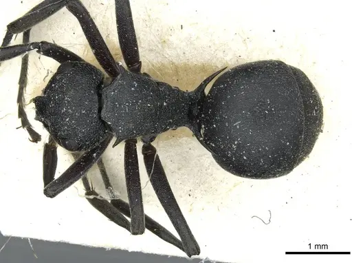 Polyrhachis nigrita specimen RMCAENT000017825 image rmcaent000017825_1
