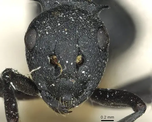 Polyrhachis nigrita specimen RMCAENT000017825 image rmcaent000017825_2