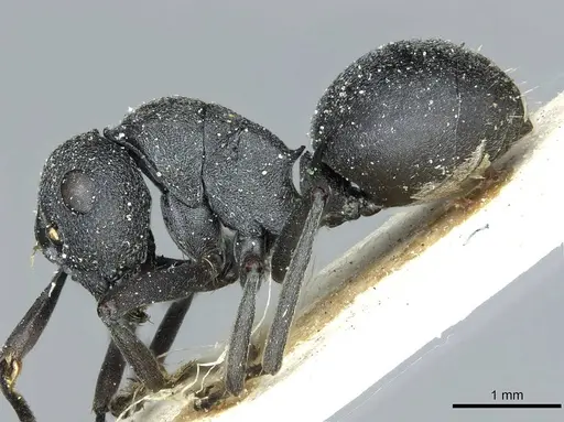 Polyrhachis nigrita specimen RMCAENT000017825 image rmcaent000017825_3