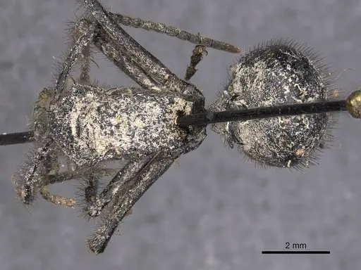 Polyrhachis nigropilosa specimen CASENT0905630 image casent0905630_1