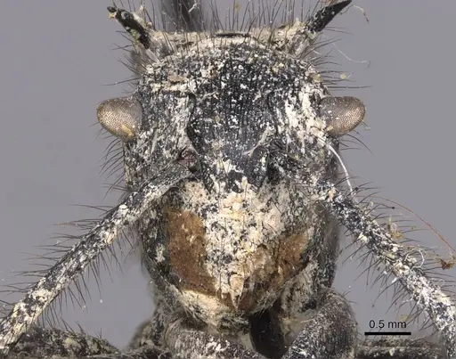 Polyrhachis nigropilosa specimen CASENT0905630 image casent0905630_2