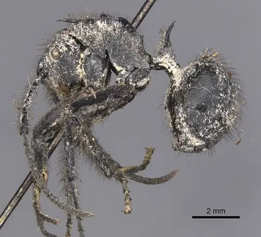 Polyrhachis nigropilosa specimen CASENT0905630 image casent0905630_3