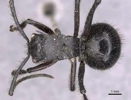 Polyrhachis nigropilosa specimen CASENT0905819 image casent0905819_1