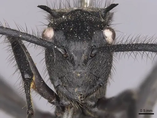 Polyrhachis nigropilosa specimen CASENT0905819 image casent0905819_2