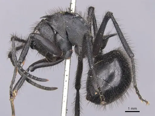 Polyrhachis nigropilosa specimen CASENT0905819 image casent0905819_3