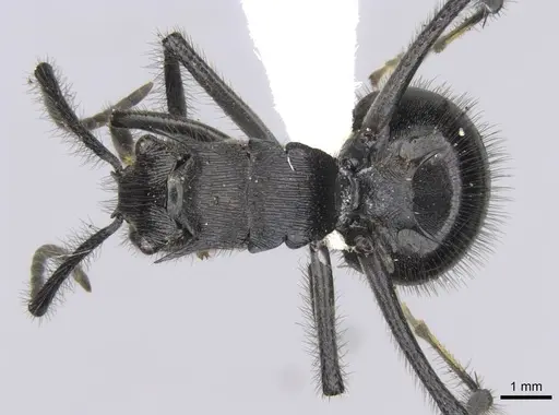 Polyrhachis nigropilosa specimen CASENT0906816 image casent0906816_1