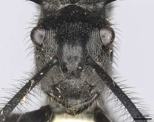 Polyrhachis nigropilosa specimen CASENT0906816 image casent0906816_2