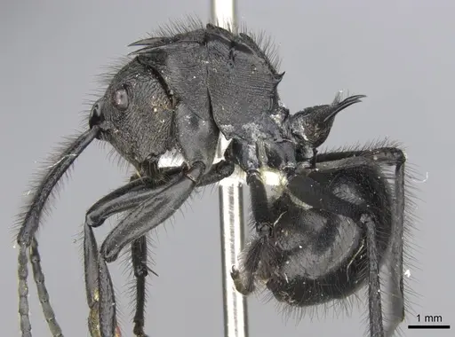Polyrhachis nigropilosa specimen CASENT0906816 image casent0906816_3