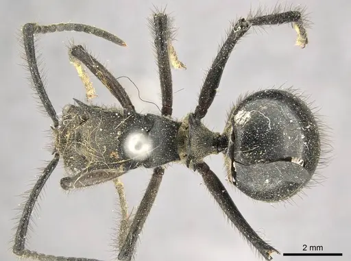 Polyrhachis nigropilosa specimen CASENT0915822 image casent0915822_1