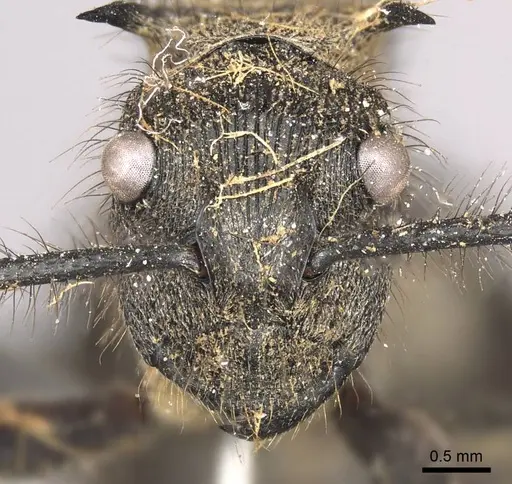 Polyrhachis nigropilosa specimen CASENT0915822 image casent0915822_2