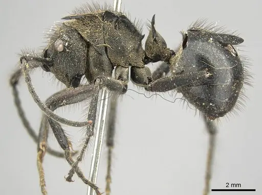 Polyrhachis nigropilosa specimen CASENT0915822 image casent0915822_4