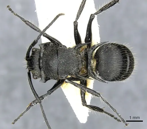 Polyrhachis nitens specimen CASENT0903344 image casent0903344_1