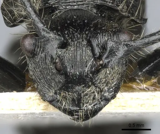 Polyrhachis nitens specimen CASENT0903344 image casent0903344_2