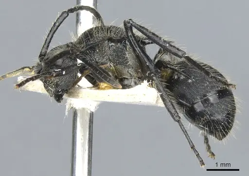 Polyrhachis nitens specimen CASENT0903344 image casent0903344_3