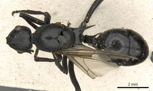 Polyrhachis nitida specimen CASENT0901851 image casent0901851_1