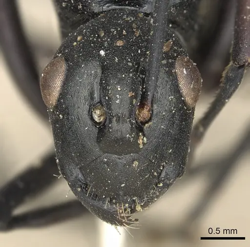 Polyrhachis nitida specimen CASENT0901851 image casent0901851_2
