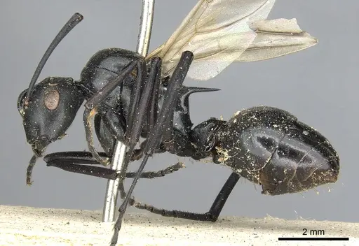 Polyrhachis nitida specimen CASENT0901851 image casent0901851_3