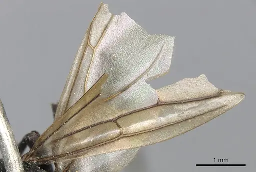 Polyrhachis nitida specimen CASENT0901851 image casent0901851_4