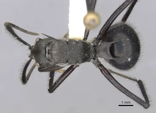 Polyrhachis noesaensis specimen CASENT0906818 image casent0906818_1