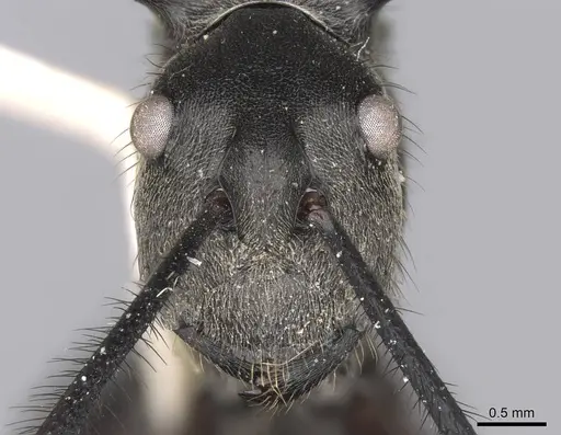 Polyrhachis noesaensis specimen CASENT0906818 image casent0906818_2