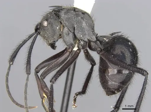 Polyrhachis noesaensis specimen CASENT0906818 image casent0906818_3