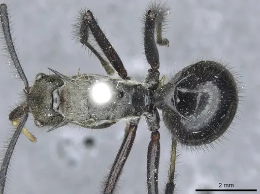 Polyrhachis noesaensis specimen CASENT0910932 image casent0910932_1