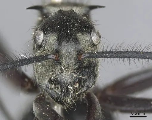 Polyrhachis noesaensis specimen CASENT0910932 image casent0910932_2
