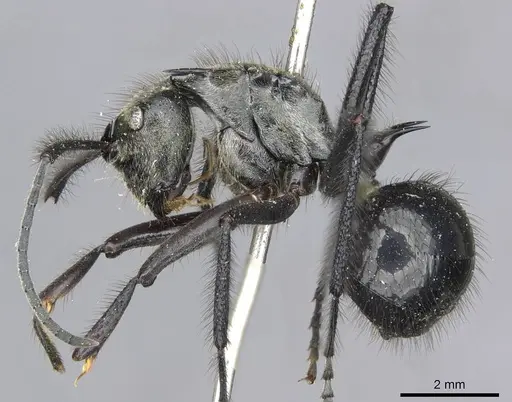 Polyrhachis noesaensis specimen CASENT0910932 image casent0910932_3