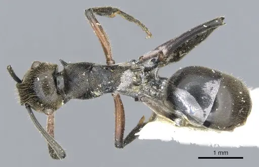 Polyrhachis nofra specimen CASENT0903363 image casent0903363_1