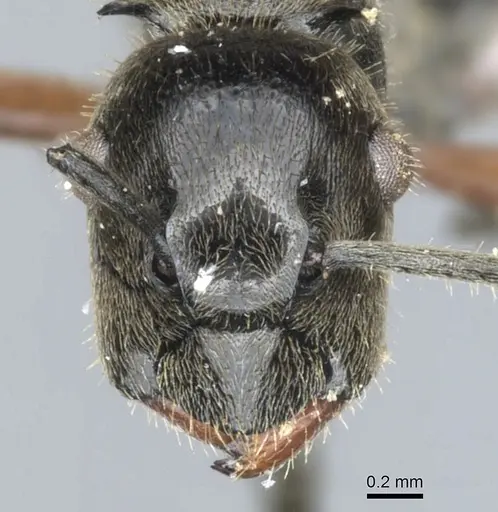 Polyrhachis nofra specimen CASENT0903363 image casent0903363_2