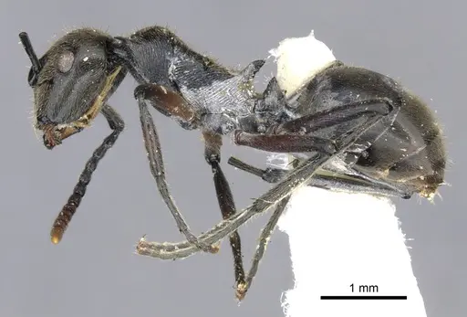 Polyrhachis nofra specimen CASENT0903363 image casent0903363_3