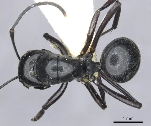 Polyrhachis nomo specimen CASENT0903416 image casent0903416_1