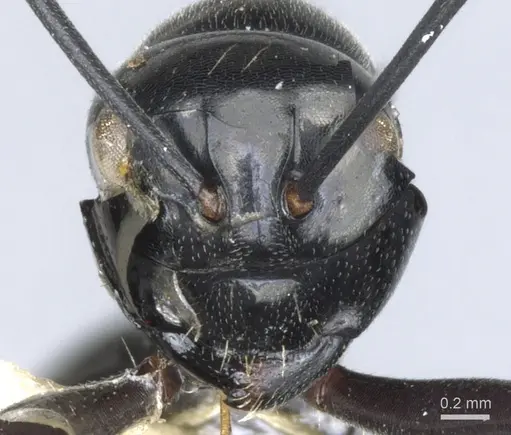 Polyrhachis nomo specimen CASENT0903416 image casent0903416_2