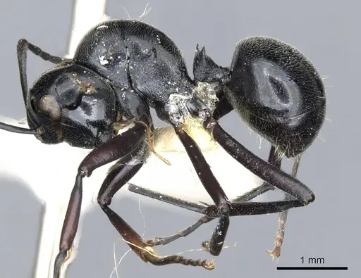 Polyrhachis nomo specimen CASENT0903416 image casent0903416_3