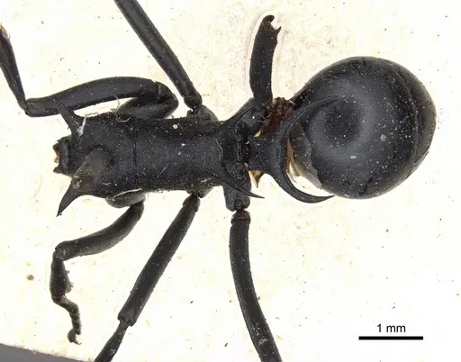 Polyrhachis nudata specimen CASENT0901829 image casent0901829_1