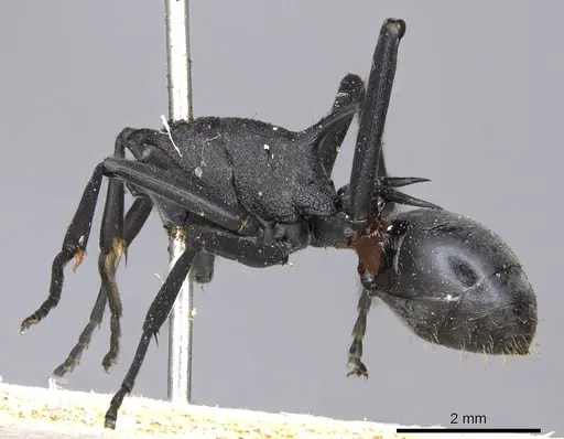 Polyrhachis nudata specimen CASENT0901829 image casent0901829_2